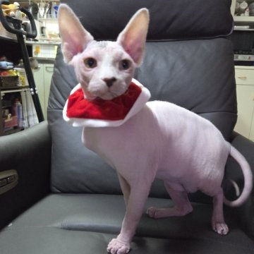 スフィンクス【兵庫県・男の子・2025年7月4日・無毛（ホワイト　ポイント）】の写真「甘えたさんのいたずら坊主、可愛がってください。」