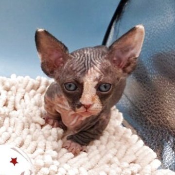 バンビーノ【兵庫県・女の子・2025年10月8日・ブラック&ホワイト】の写真「ちっちゃいヨチヨチ歩きの女の子」