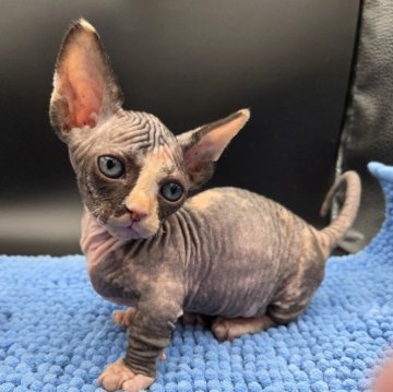 バンビーノ【兵庫県・女の子・2025年10月8日・ブラック&ホワイト】の写真「ちっちゃいヨチヨチ歩きの可愛い女の子」