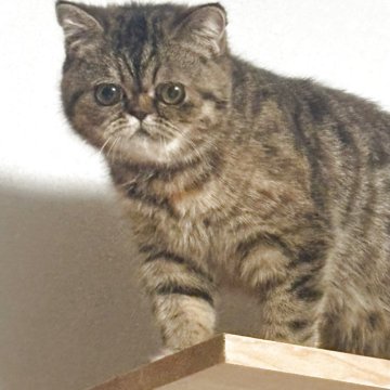 エキゾチックショートヘア【兵庫県・女の子・2025年5月2日・ブラウンタビー】の写真「ちっさな可愛い子」