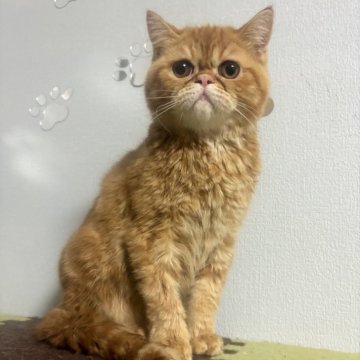 エキゾチックショートヘア【兵庫県・男の子・2025年6月18日・レッドタビー】の写真「綺麗な模様の可愛い子」