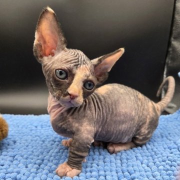 バンビーノ【兵庫県・女の子・2025年10月8日・ブラック&ホワイト】の写真「ちっちゃいヨチヨチ歩きの可愛い女の子」