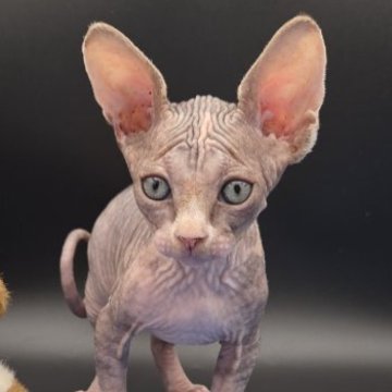 バンビーノ【兵庫県・女の子・2025年10月8日・ブラック&ホワイト】の写真「大きくもりもり、元気な女の子」