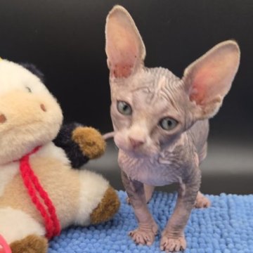 バンビーノ【兵庫県・女の子・2025年10月8日・ブラック&ホワイト】の写真「大きくもりもり、元気な女の子」