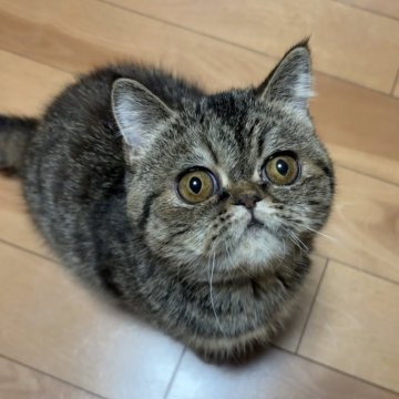 エキゾチックショートヘア【兵庫県・女の子・2025年5月2日・ブラウンタビー】の写真「ちっさな可愛い子」