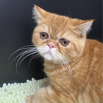 エキゾチックショートヘア【兵庫県・男の子・2025年6月18日・レッドタビー】の写真「綺麗な模様の可愛い子」