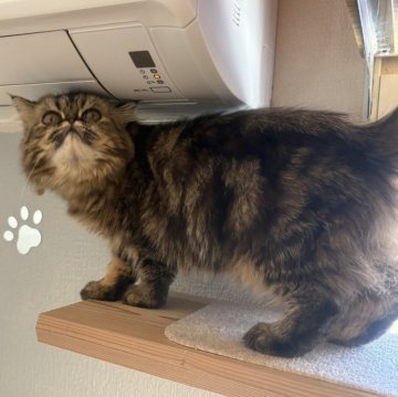 エキゾチックショートヘア【兵庫県・女の子・2025年5月2日・ブラウンタビー】の写真「ふっさふさの可愛い子」