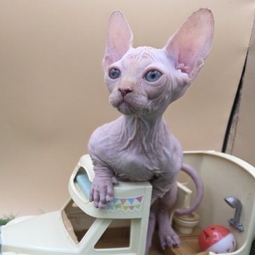 バンビーノ【兵庫県・男の子・2025年10月8日・ホワイト】の写真「ちっちゃなおっとり男の子の子　甘えたチャン」