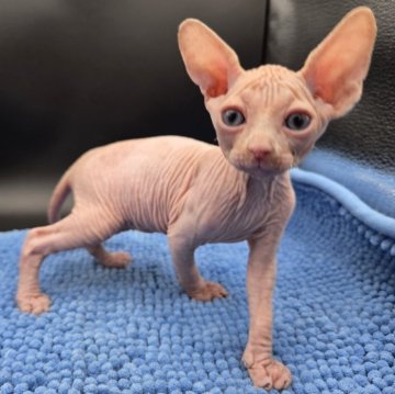 バンビーノ【兵庫県・男の子・2025年10月8日・ホワイト】の写真「おっとり男の子の子　甘えたチャン」