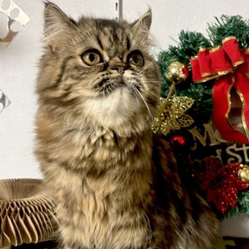 エキゾチックショートヘア【兵庫県・女の子・2025年5月2日・ブラウンタビー】の写真「ふっさふさの可愛い子」