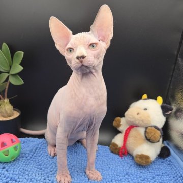 スフィンクス【兵庫県・男の子・2025年7月4日・無毛(ホワイト ポイント)】の写真「ホワイトの男の子。
甘えたです。」