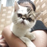 エキゾチックショートヘア