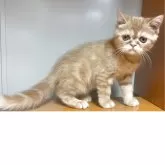 エキゾチックショートヘア