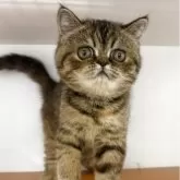 エキゾチックショートヘア