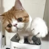 エキゾチックショートヘア