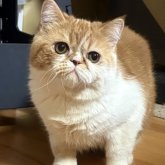 エキゾチックショートヘア