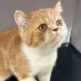 エキゾチックショートヘア
