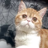 エキゾチックショートヘア