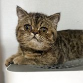 エキゾチックショートヘア