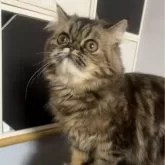 エキゾチックショートヘア