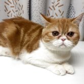 エキゾチックショートヘア