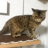 エキゾチックショートヘア