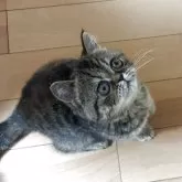 エキゾチックショートヘア