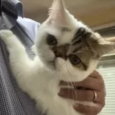 エキゾチックショートヘア【兵庫県・男の子・2025年6月18日・ブラウンタビー&ホワイト】の写真1「すごく人懐っこく、じゃれるの大好きです😸ぜひ見に来て遊んであげて下さい🙇🏻‍♂️」