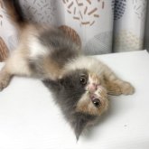 エキゾチックショートヘア