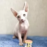 スフィンクス