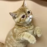 エキゾチックショートヘア