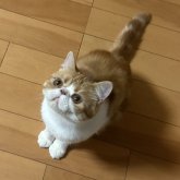 エキゾチックショートヘア