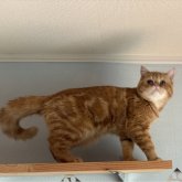 エキゾチックショートヘア