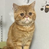 エキゾチックショートヘア