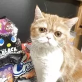 エキゾチックショートヘア
