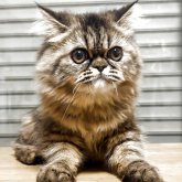 エキゾチックショートヘア