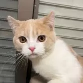 ミヌエット(長足)【兵庫県・男の子・2024年8月8日・クリーム&ホワイト】の写真1「かなり可愛く人懐っこいです😸見に来て下さい🙇🏻♂️」