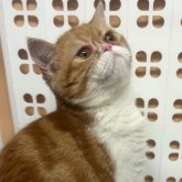 エキゾチックショートヘア