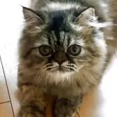 エキゾチックショートヘア