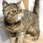 エキゾチックショートヘア