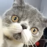 エキゾチックショートヘア