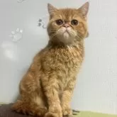 エキゾチックショートヘア