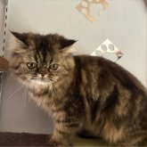 エキゾチックショートヘア