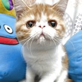 エキゾチックショートヘア