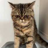 エキゾチックショートヘア