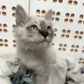 ミヌエット(長足)