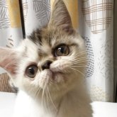 エキゾチックショートヘア