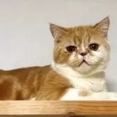 エキゾチックショートヘア