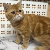 エキゾチックショートヘア