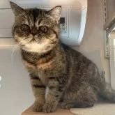 エキゾチックショートヘア